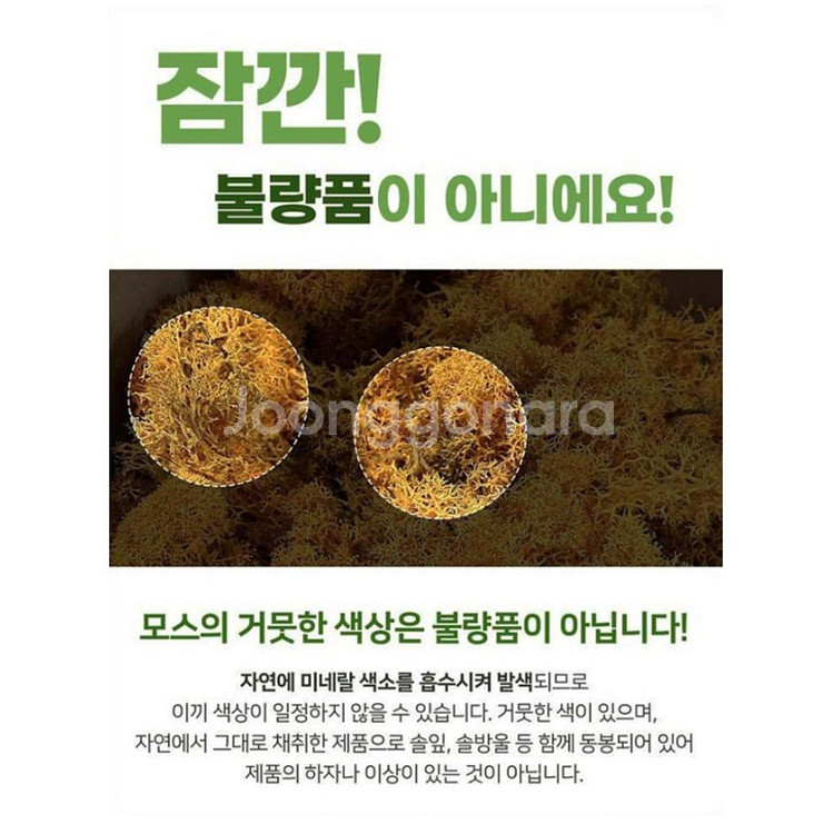 스칸디아모스 표정화분 공기정화이끼화분 2P세트 미개봉--8