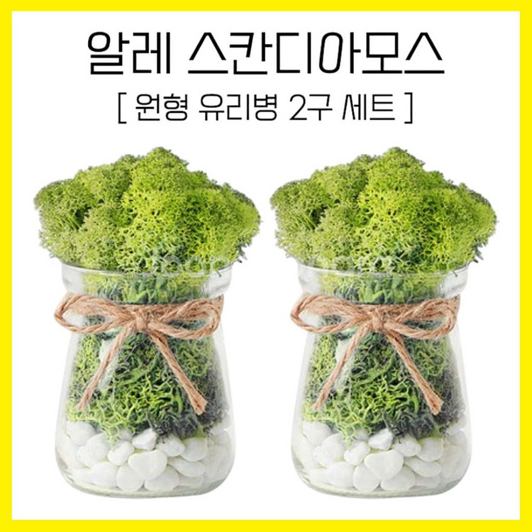알레 스칸디아모스 원형 유리병 2P 세트 공기정화이끼--0