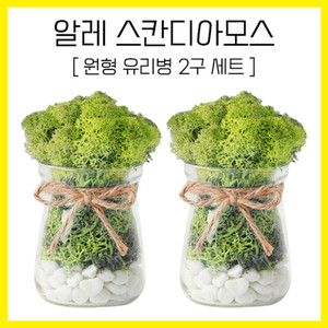 알레 스칸디아모스 원형 유리병 2P 세트 공기정화이끼