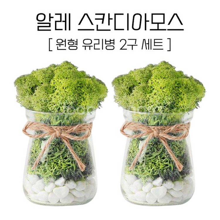 알레 스칸디아모스 원형 유리병 2P 세트 공기정화이끼--2