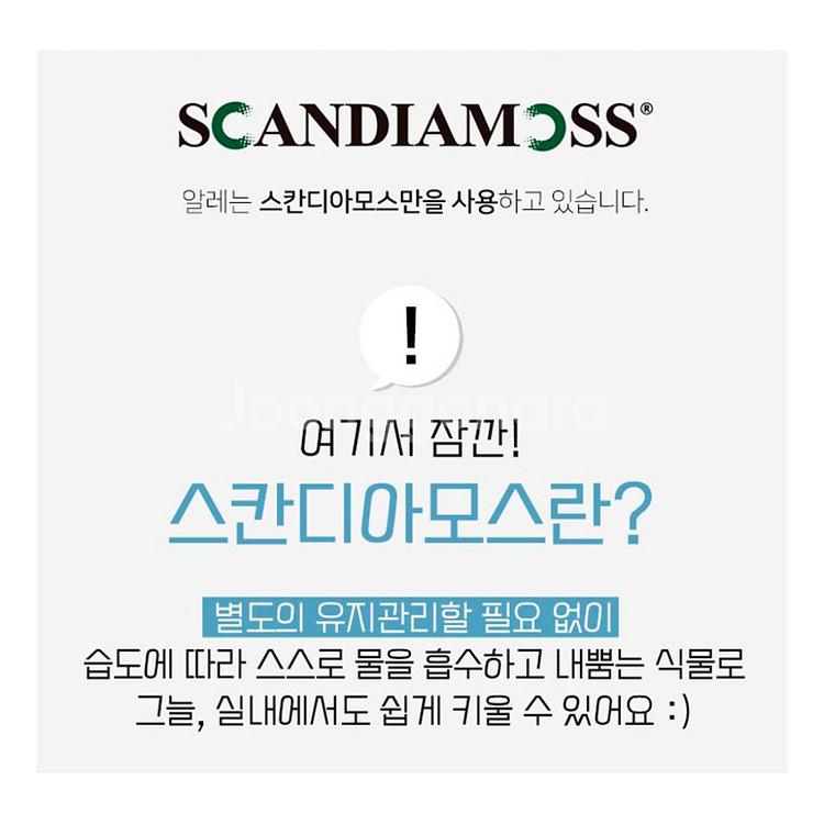 알레 스칸디아모스 원형 유리병 2P 세트 공기정화이끼--3