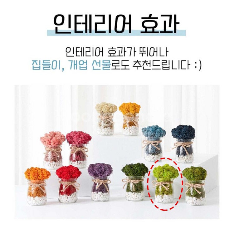 알레 스칸디아모스 원형 유리병 2P 세트 공기정화이끼--5