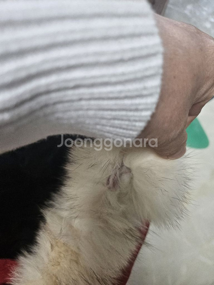 (정품) 무스너클 쓰리쿼터 레드 M (남자 명품 패딩점--6