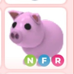 입양하세요 NFR돼지 현거