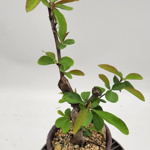 명자나무 화분포함 분재 정원수 카페화분 인테리어식물