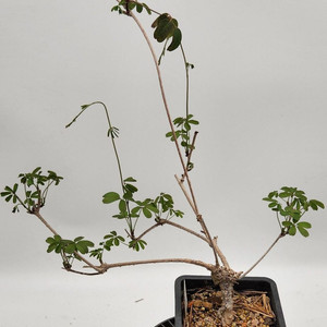 으름덩굴 화분 포함 정원수 인테리어식물 카페화분