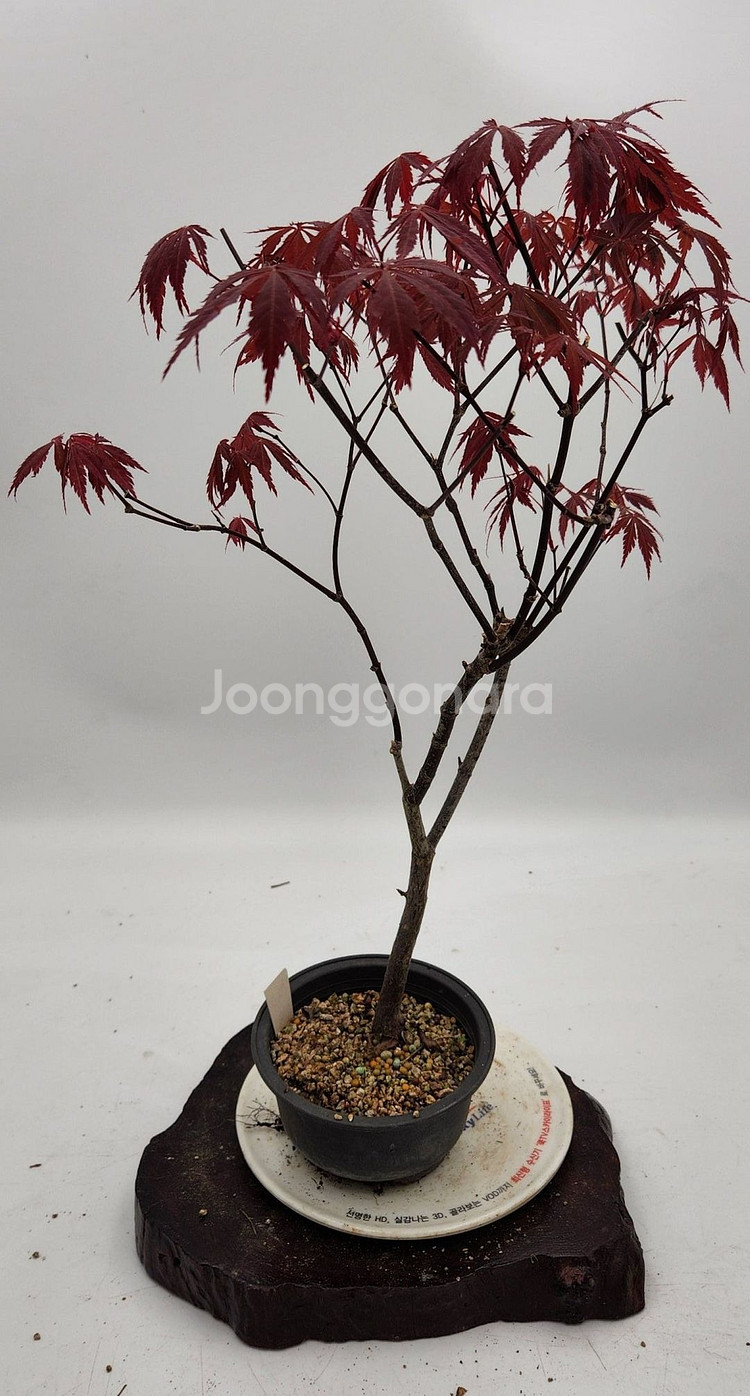 단풍나무 화분포함 정원수 카페화분 인테리어식물 분재--3