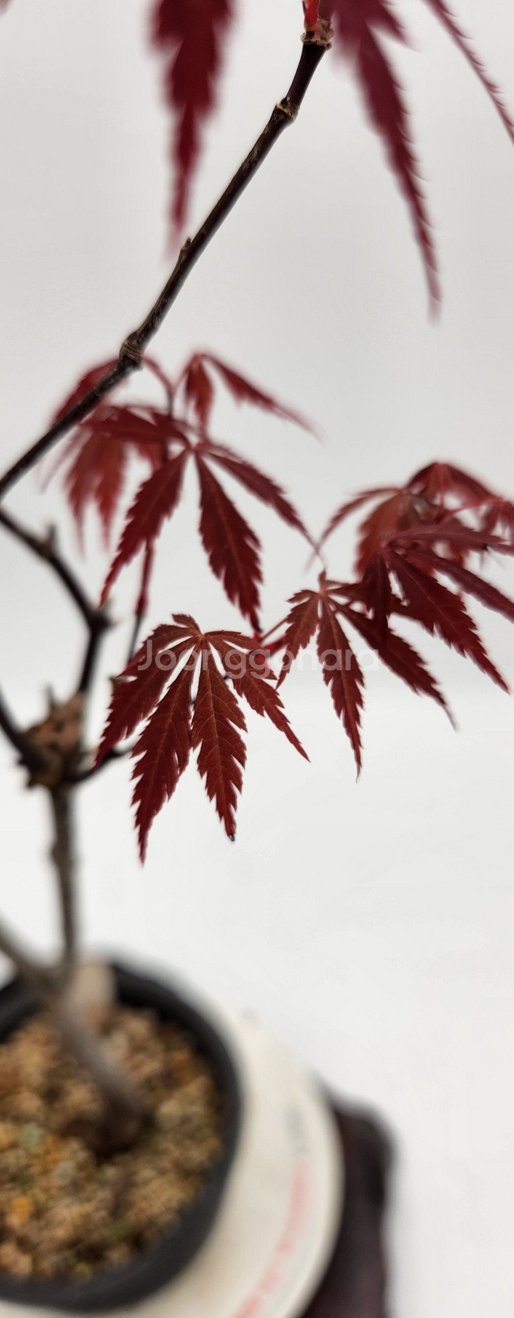 단풍나무 화분포함 정원수 카페화분 인테리어식물 분재--1