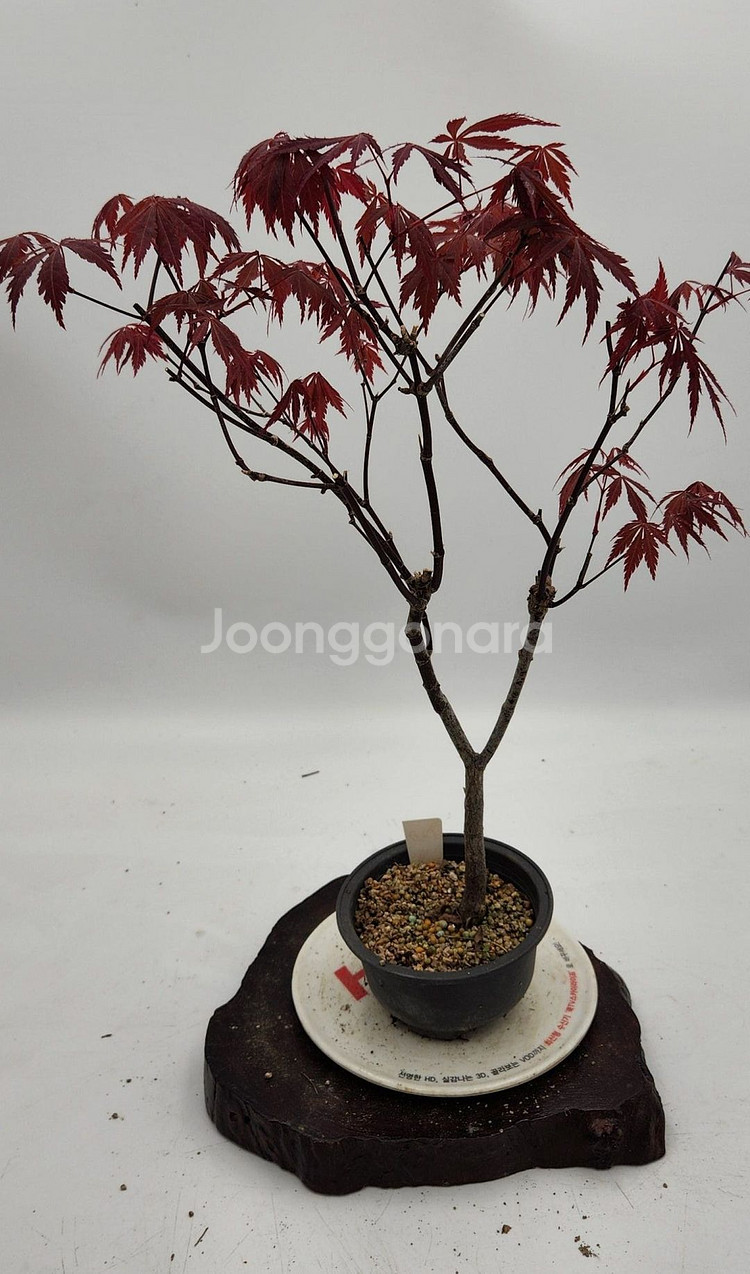 단풍나무 화분포함 정원수 카페화분 인테리어식물 분재--2