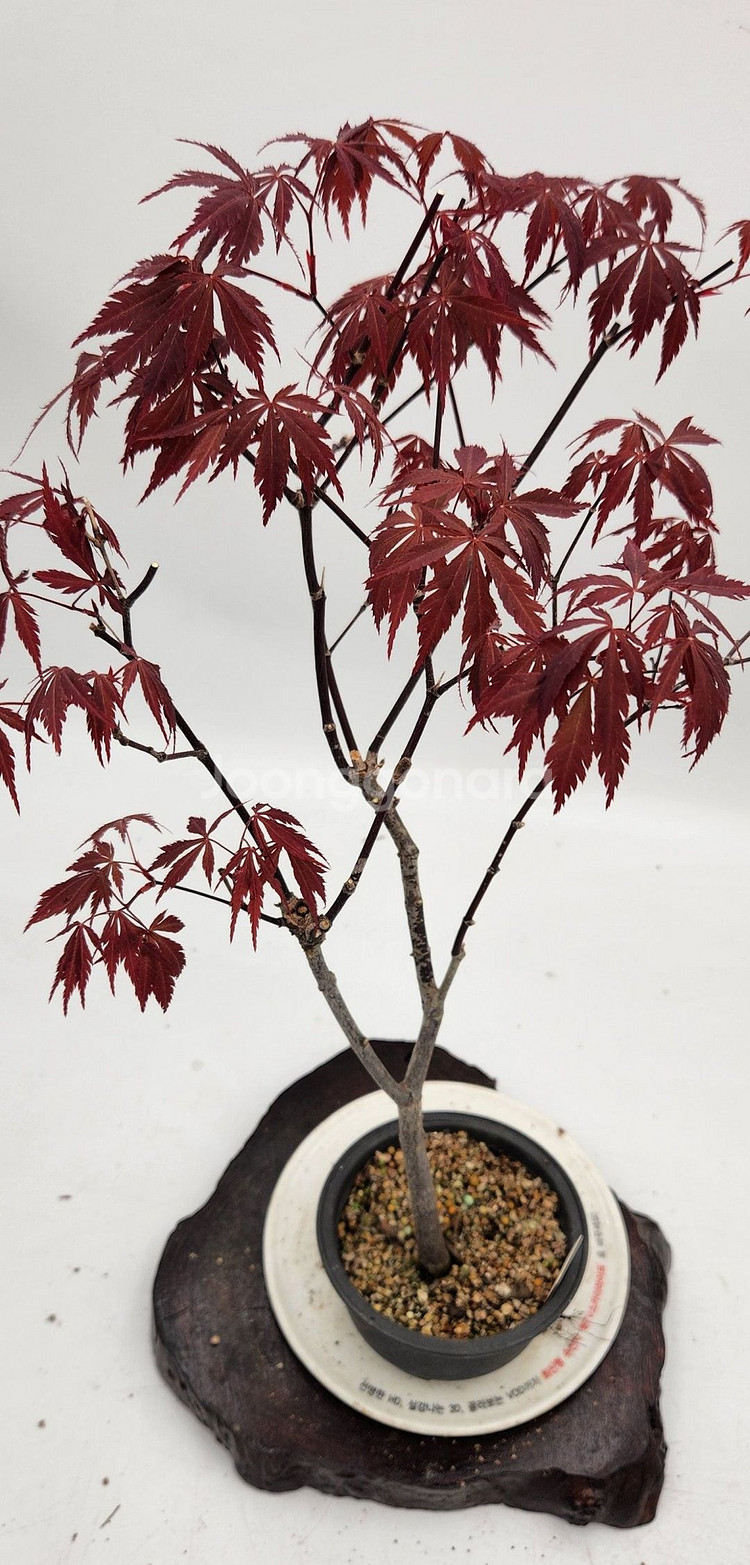 단풍나무 화분포함 정원수 카페화분 인테리어식물 분재--0