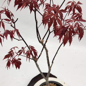 단풍나무 화분포함 정원수 카페화분 인테리어식물 분재