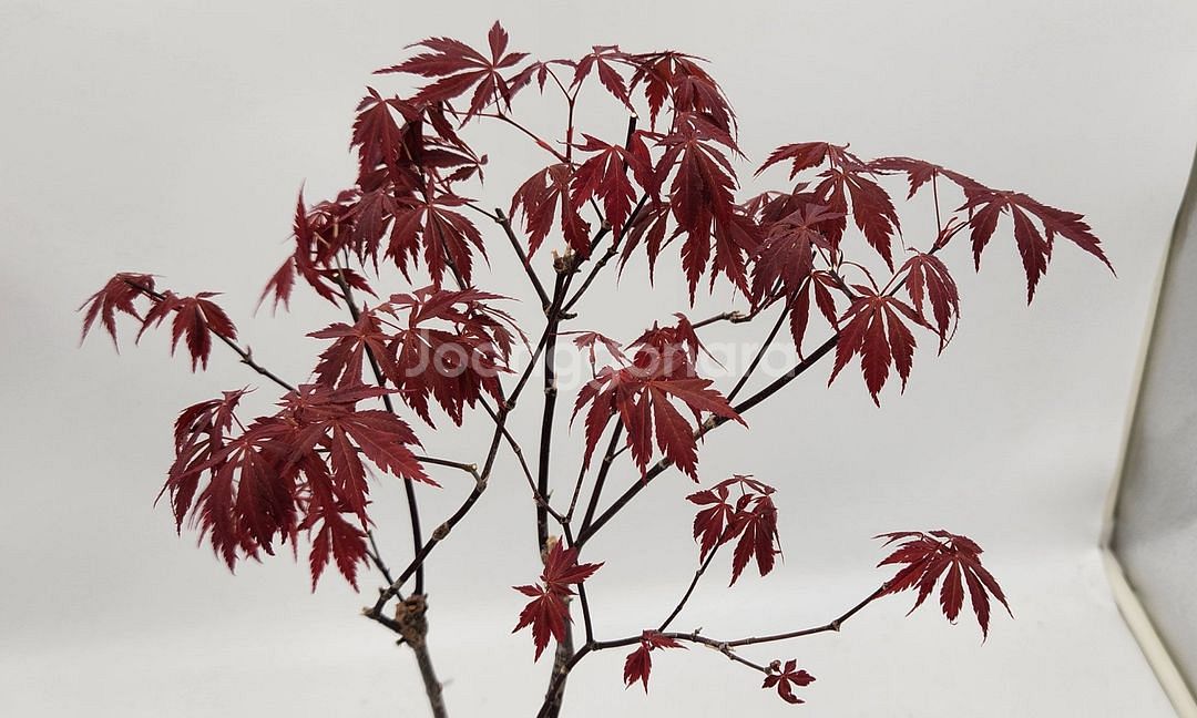 단풍나무 화분포함 정원수 카페화분 인테리어식물 분재--4