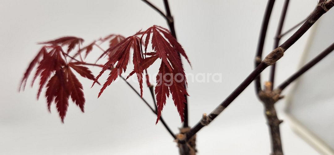 단풍나무 화분포함 정원수 카페화분 인테리어식물 분재--5