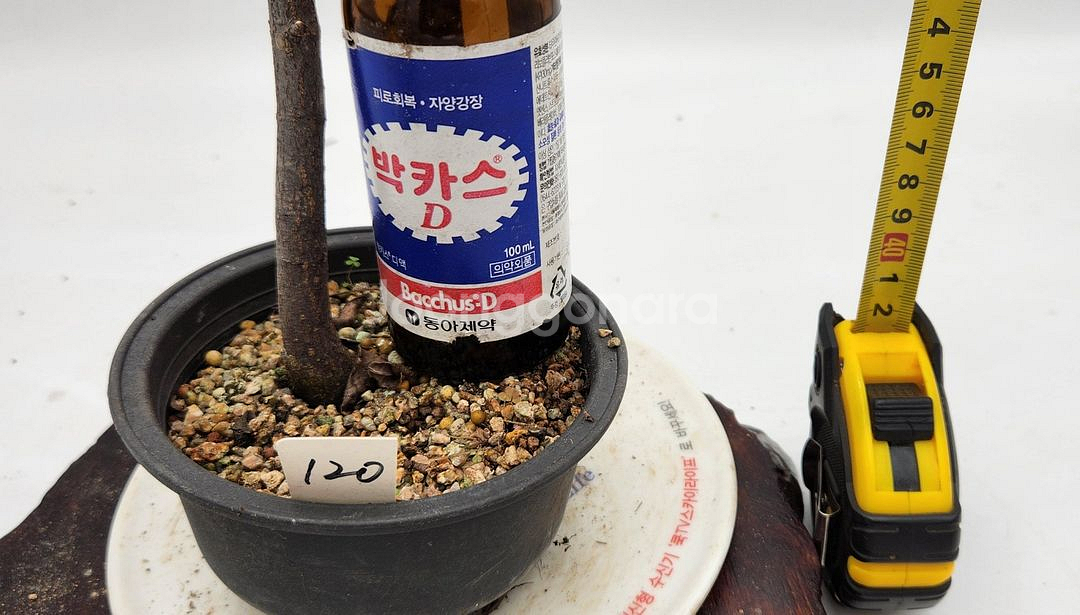 단풍나무 화분포함 정원수 카페화분 인테리어식물 분재--7