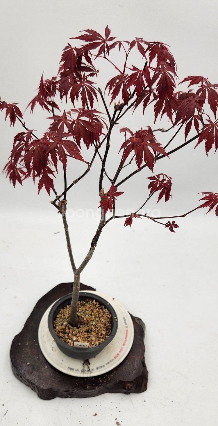 단풍나무 화분포함 정원수 카페화분 인테리어식물 분재--6