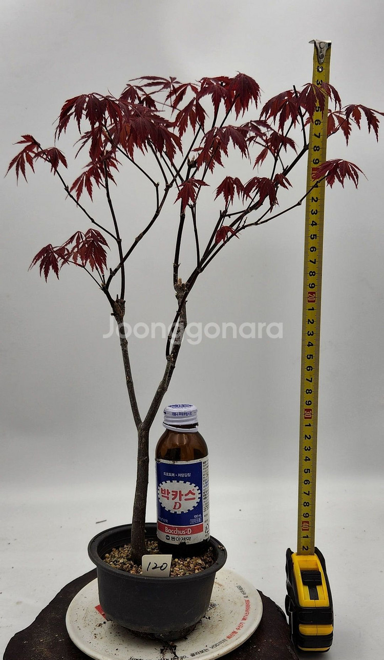 단풍나무 화분포함 정원수 카페화분 인테리어식물 분재--8