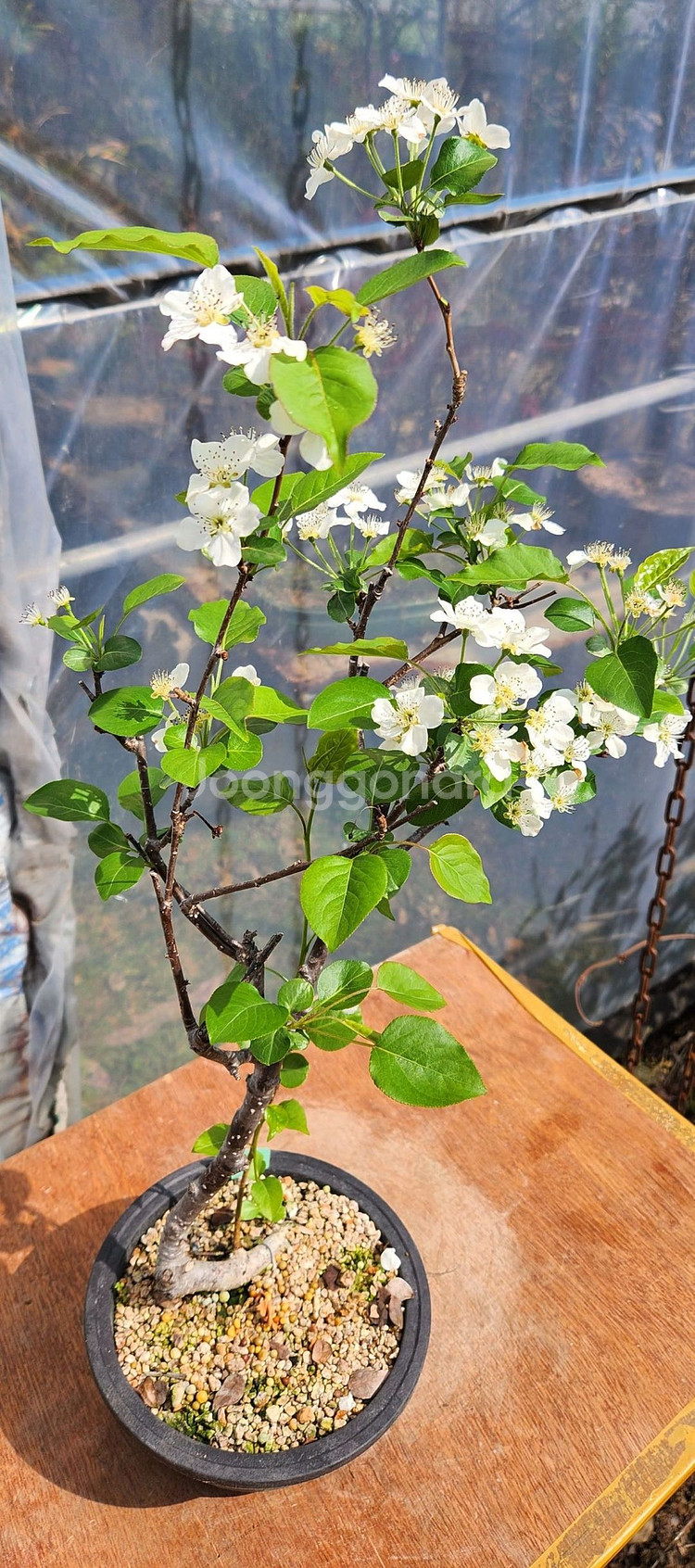 콩배나무 화분포함 정원수 인테리어식물 카페화분 분재--4