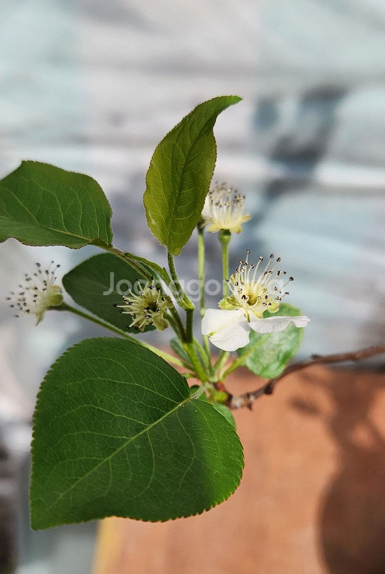 콩배나무 화분포함 정원수 인테리어식물 카페화분 분재--1