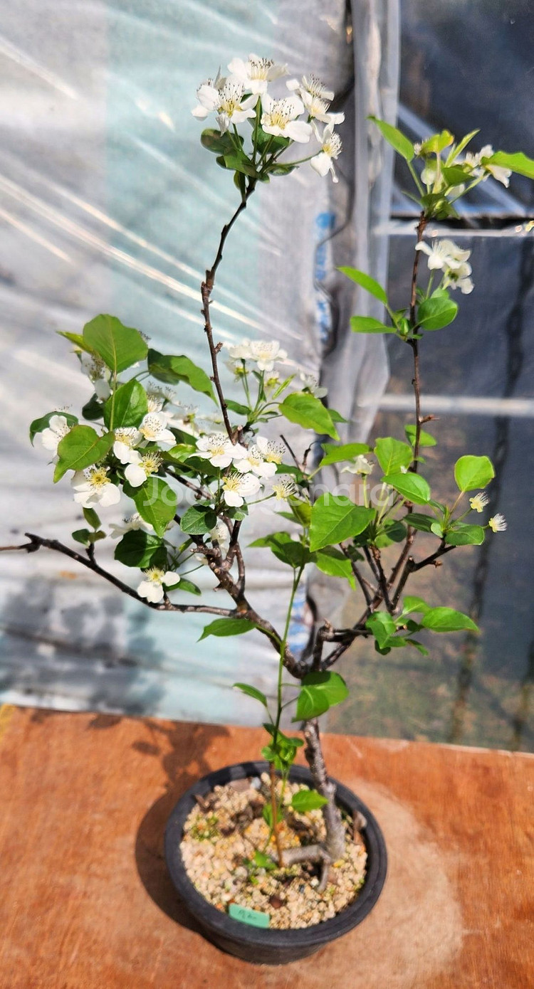 콩배나무 화분포함 정원수 인테리어식물 카페화분 분재--2