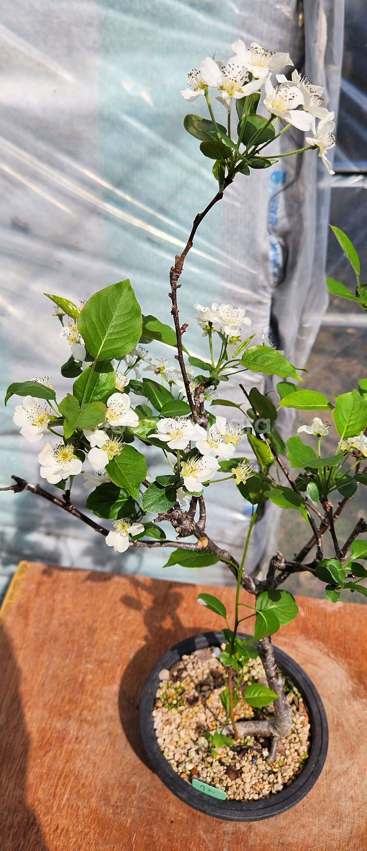 콩배나무 화분포함 정원수 인테리어식물 카페화분 분재--3