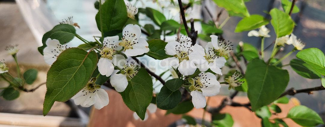 콩배나무 화분포함 정원수 인테리어식물 카페화분 분재--0