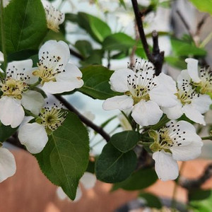 콩배나무 화분포함 정원수 인테리어식물 카페화분 분재