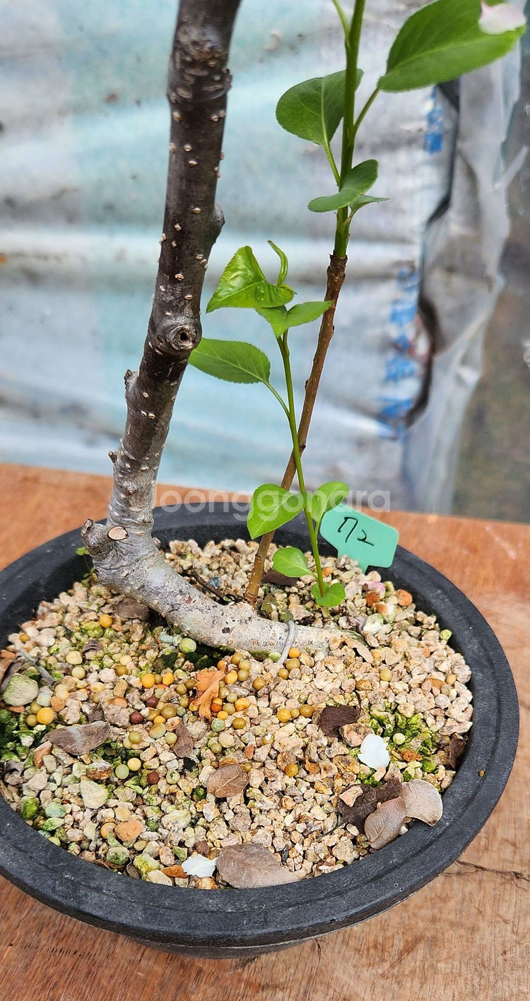 콩배나무 화분포함 정원수 인테리어식물 카페화분 분재--7