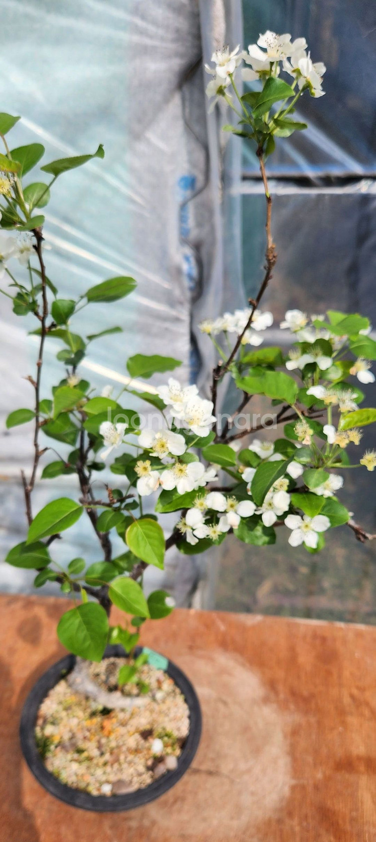 콩배나무 화분포함 정원수 인테리어식물 카페화분 분재--6