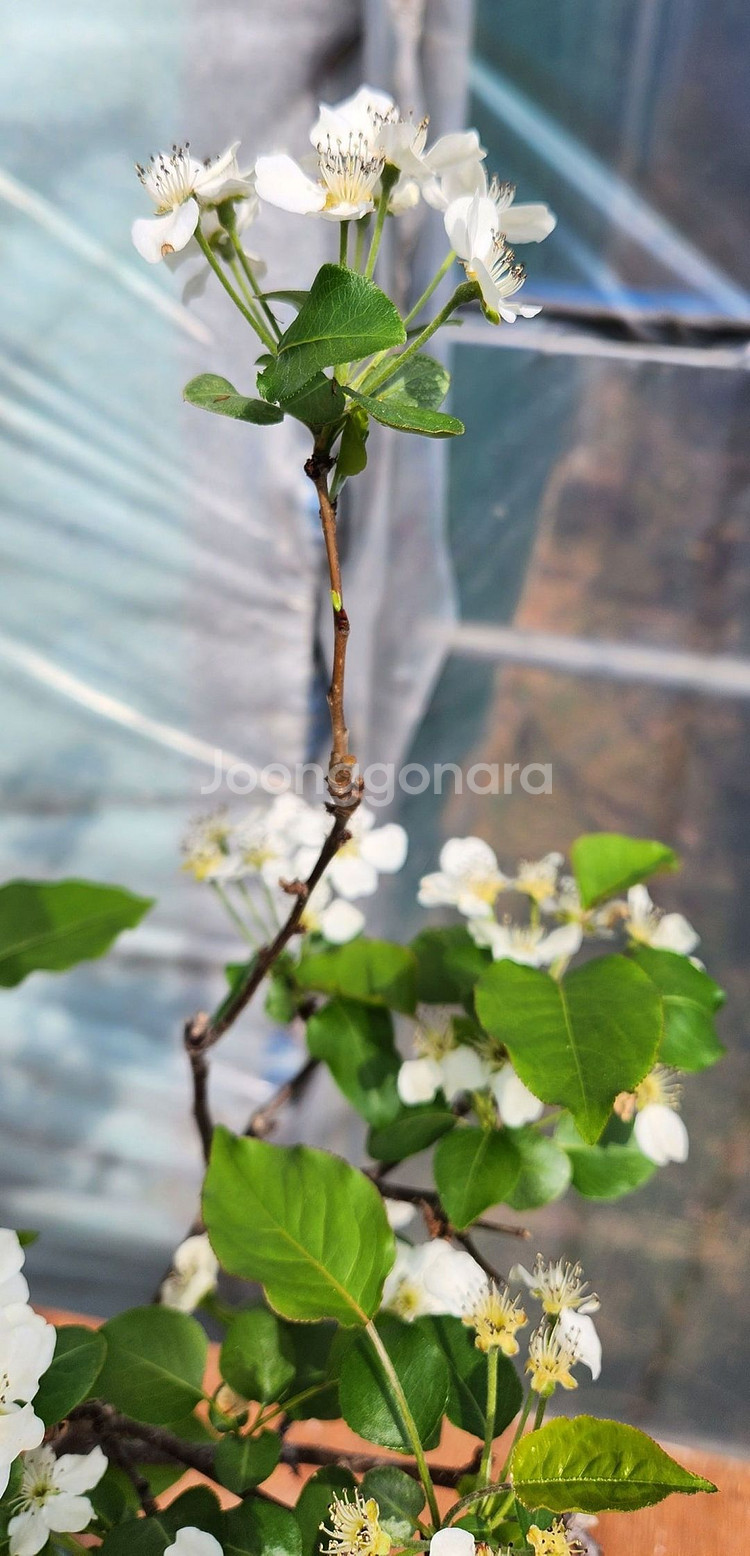 콩배나무 화분포함 정원수 인테리어식물 카페화분 분재--5