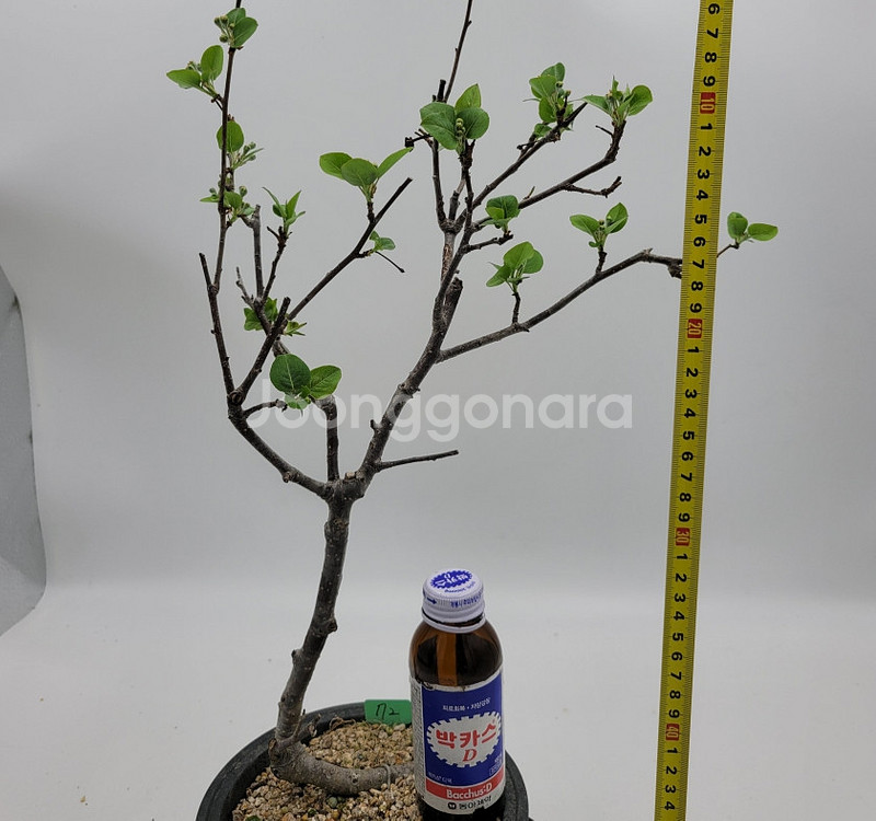 콩배나무 화분포함 정원수 인테리어식물 카페화분 분재--8