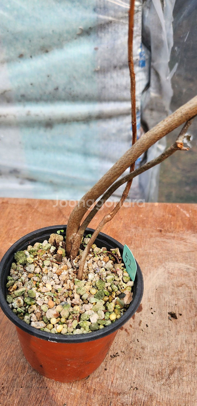 진달래 화분 정원수 인테리어식물 카페화분 분재--1