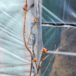 진달래 화분 정원수 인테리어식물 카페화분 분재