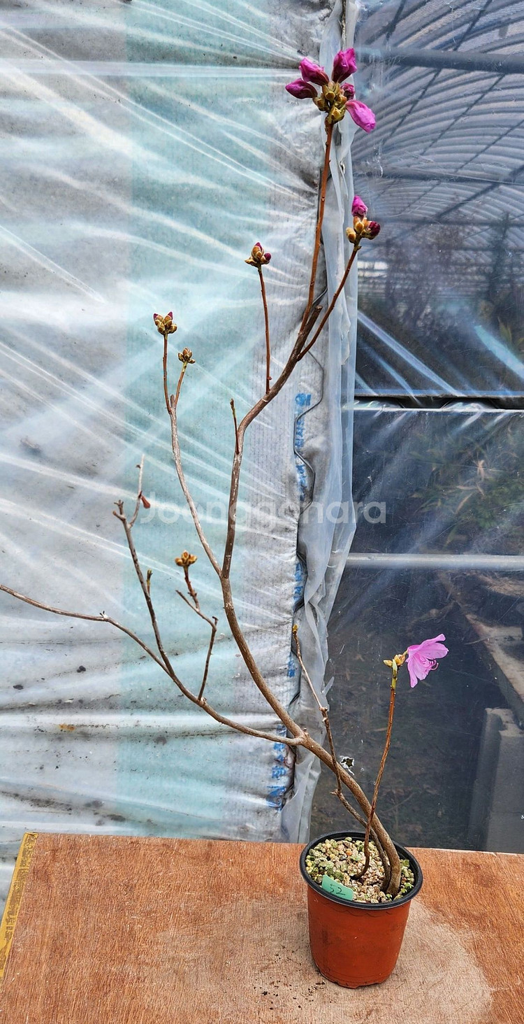 진달래 화분 정원수 인테리어식물 카페화분 분재--2