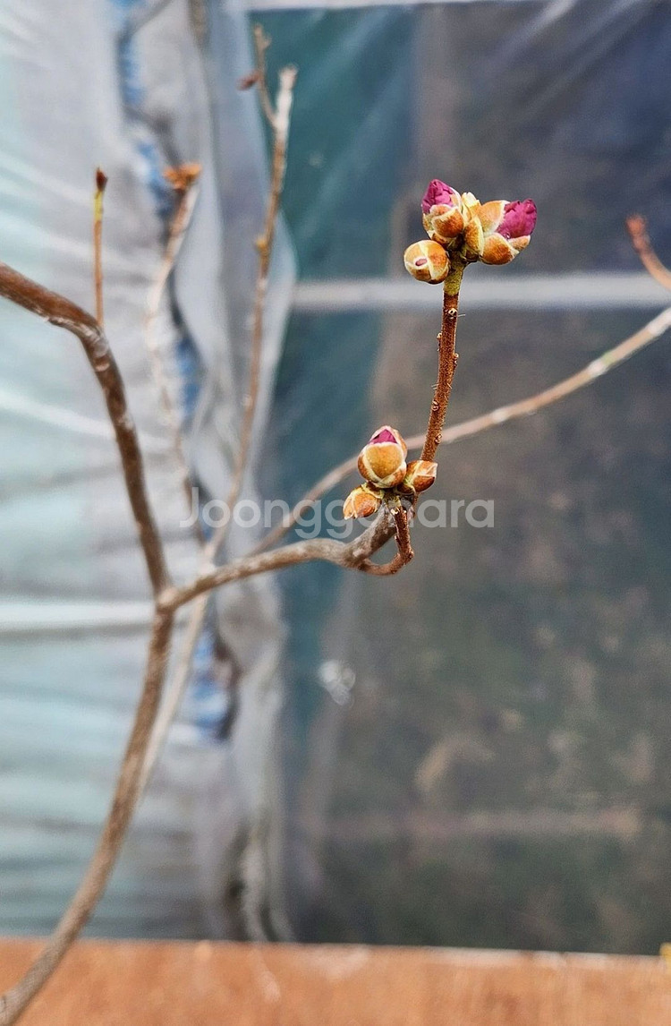 진달래 화분 정원수 인테리어식물 카페화분 분재--5