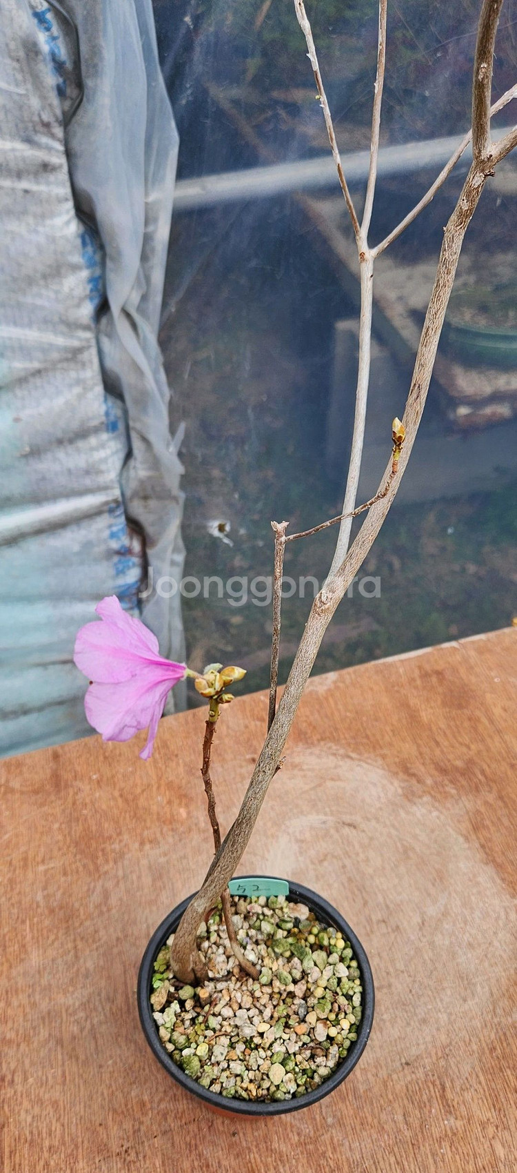 진달래 화분 정원수 인테리어식물 카페화분 분재--4
