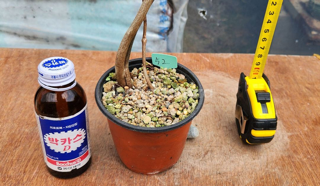 진달래 화분 정원수 인테리어식물 카페화분 분재--7