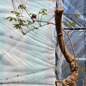 으름덩굴 정원수 화분포함 인테리어식물 카페화분 분재