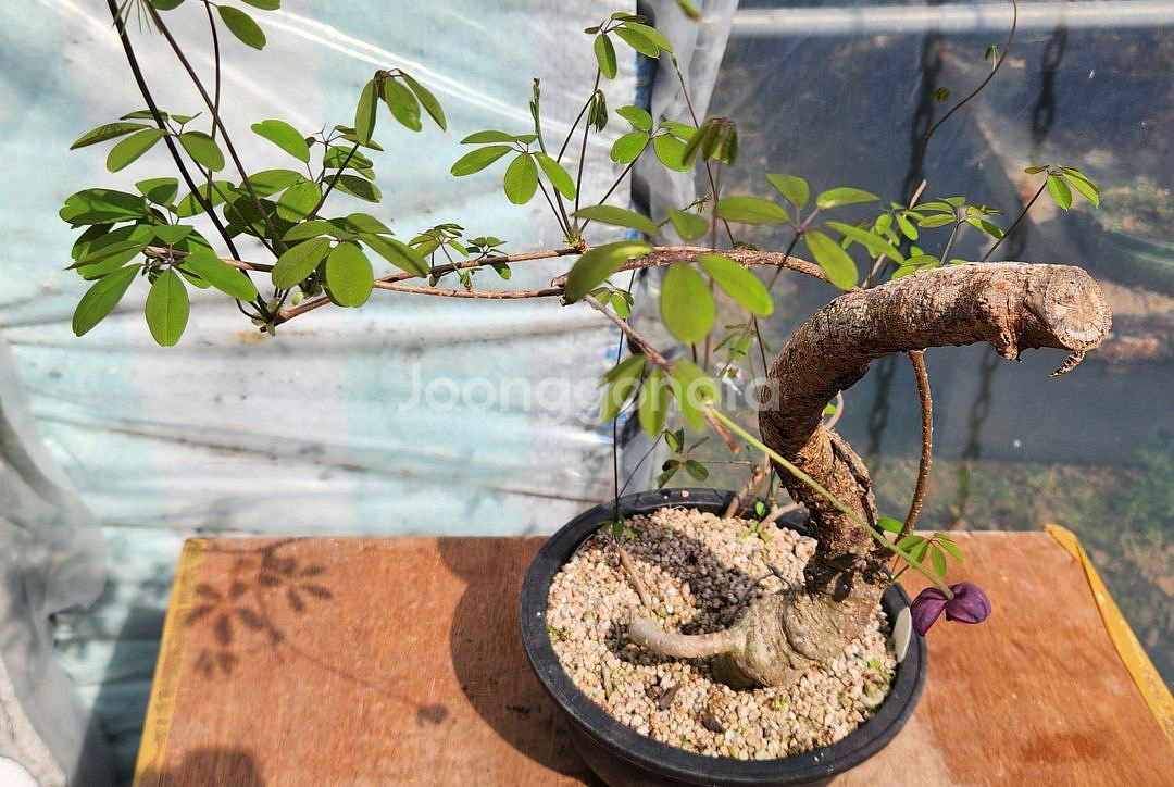 으름덩굴 정원수 화분포함 인테리어식물 카페화분 분재--1