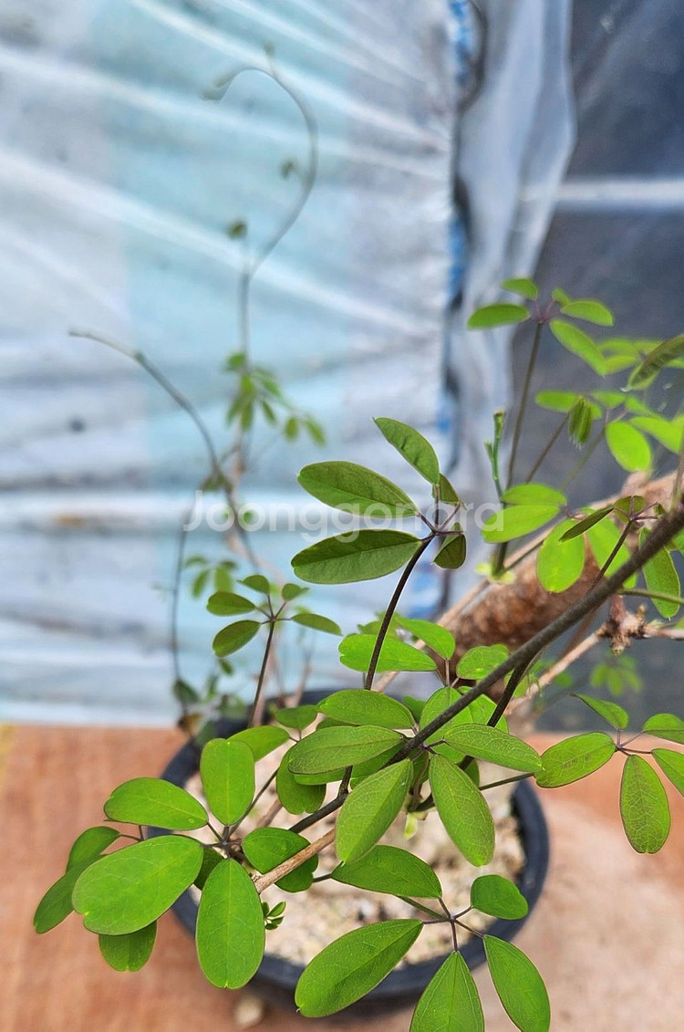 으름덩굴 정원수 화분포함 인테리어식물 카페화분 분재--3