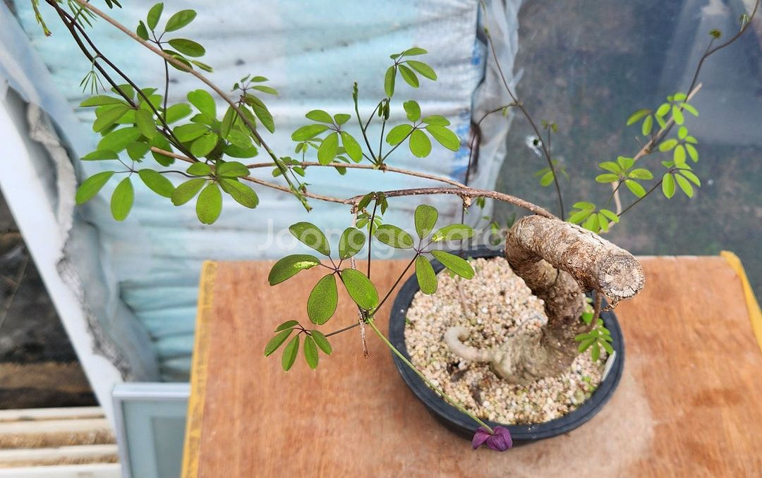 으름덩굴 정원수 화분포함 인테리어식물 카페화분 분재--5