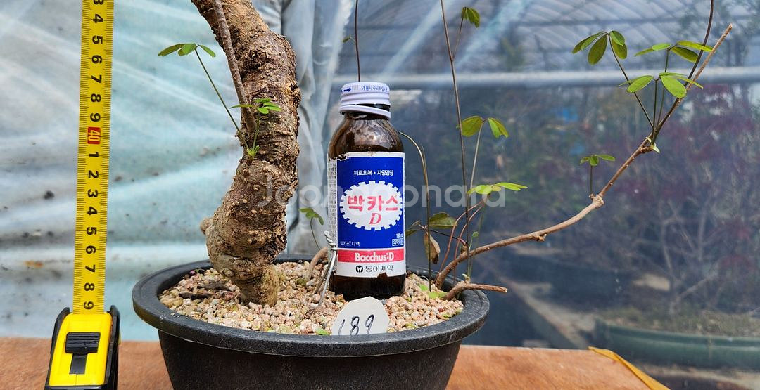 으름덩굴 정원수 화분포함 인테리어식물 카페화분 분재--8