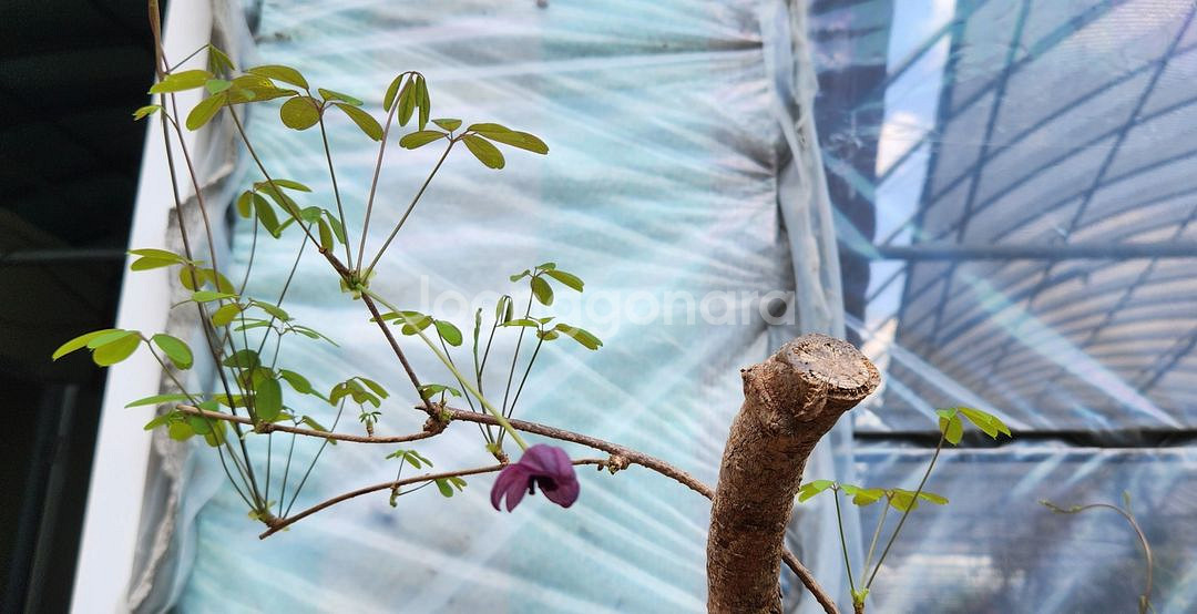 으름덩굴 정원수 화분포함 인테리어식물 카페화분 분재--6