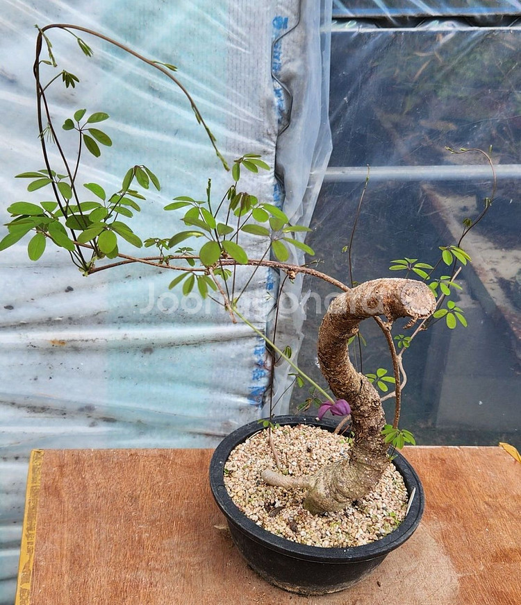 으름덩굴 정원수 화분포함 인테리어식물 카페화분 분재--7