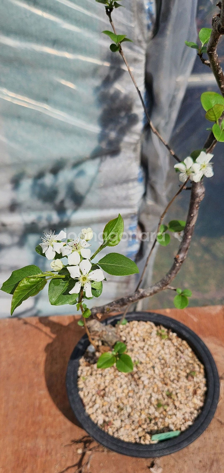 콩배나무 화분포함 정원수 인테리어식물 카페화분 분재--0