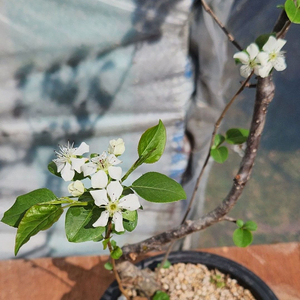 콩배나무 화분포함 정원수 인테리어식물 카페화분 분재