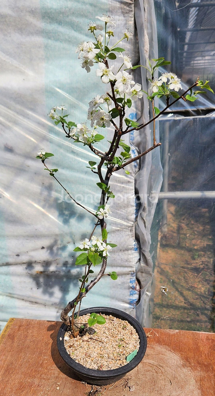 콩배나무 화분포함 정원수 인테리어식물 카페화분 분재--1