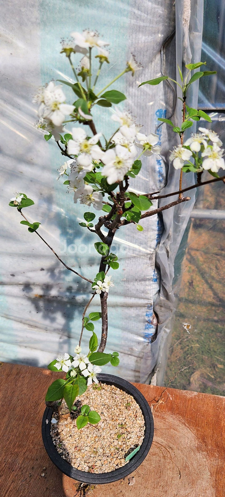 콩배나무 화분포함 정원수 인테리어식물 카페화분 분재--2