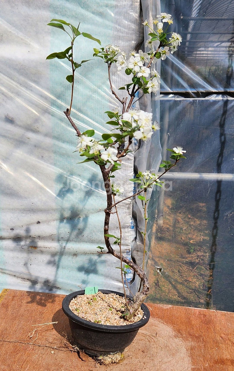 콩배나무 화분포함 정원수 인테리어식물 카페화분 분재--5