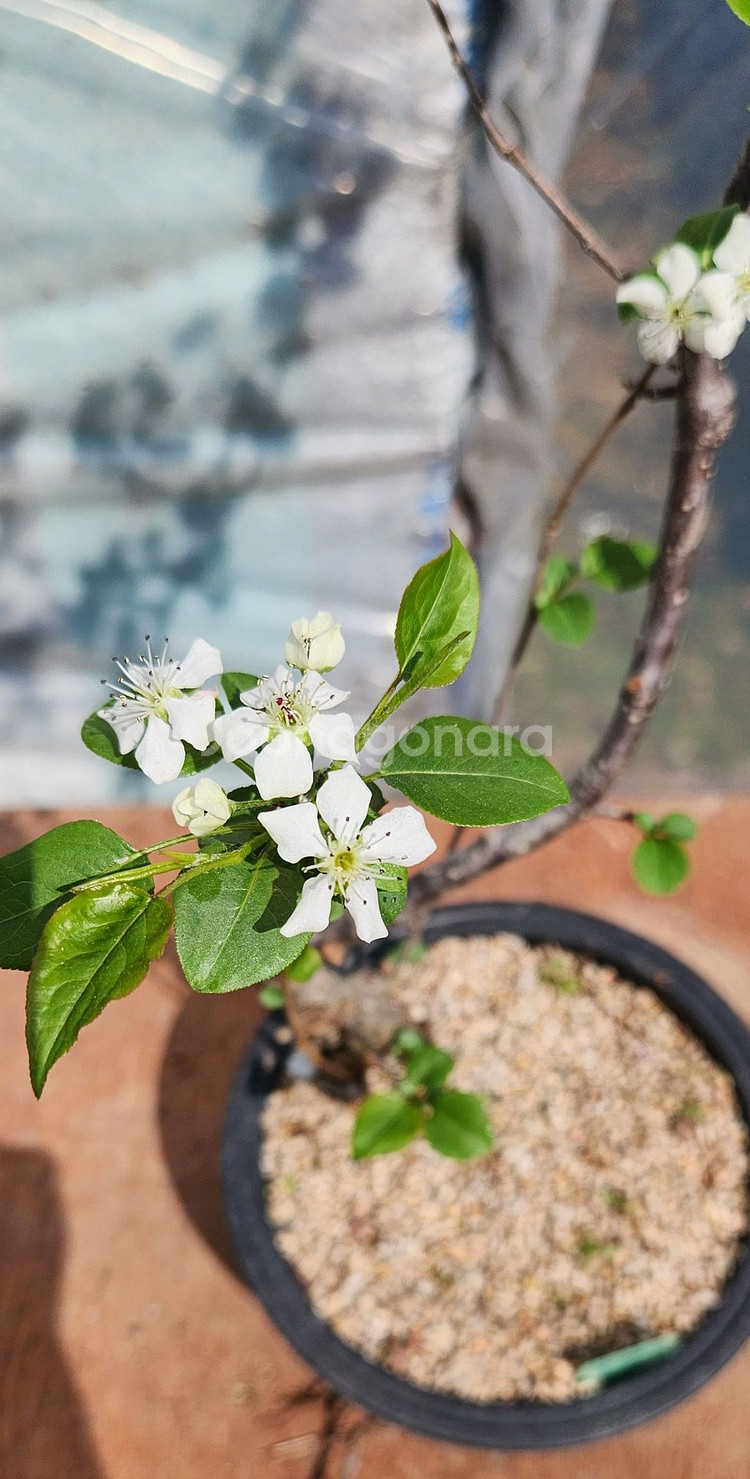 콩배나무 화분포함 정원수 인테리어식물 카페화분 분재--6