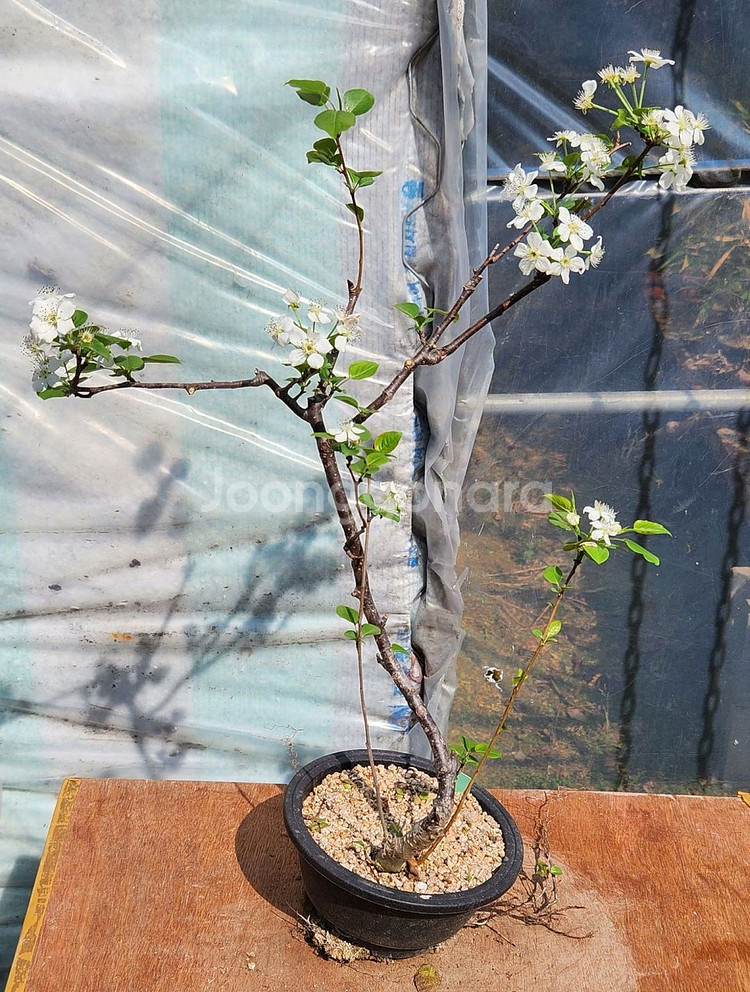 콩배나무 화분포함 정원수 인테리어식물 카페화분 분재--3